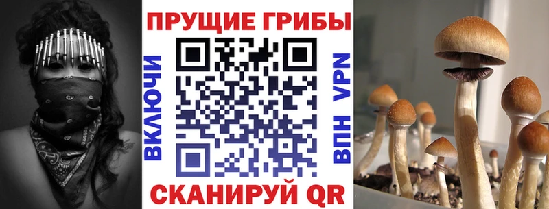 дарк нет официальный сайт  Рубцовск  Псилоцибиновые грибы Psilocybe 